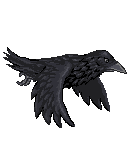 Black crow